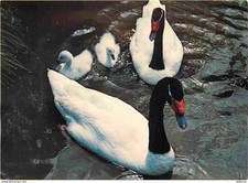 Animals - Birds - Black Necked Swan - Black Necked Swans with Swans af the Wi