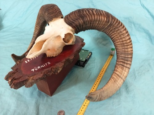Bighorn mouflon mountain ram - bighorn,
