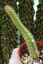 CACTUS ECHINOPSIS HAHNIANA  cactus copiapoa kakteen ortegocactus  cacti
