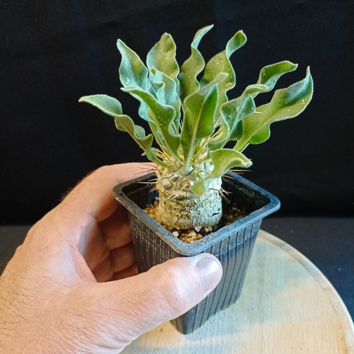 Pachypodium namaquanum - pachypodium,