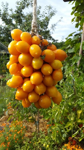 Graines tomate ancienne - de,