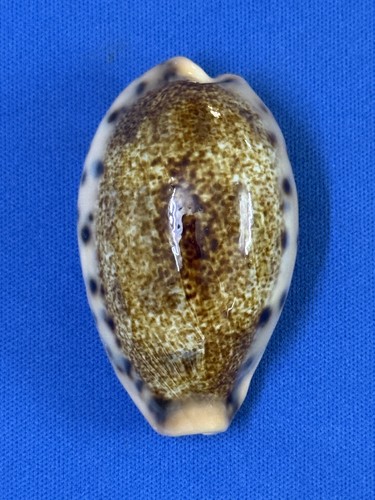 Cypraea caurica masirensis