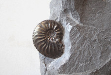 Fossile Ammonite du Toarcien