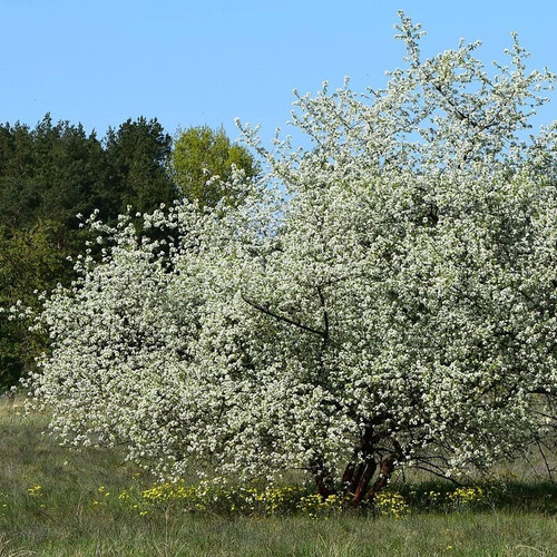 Prunus malaheb cerisier de - cerisier,
