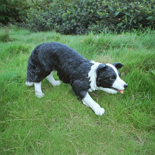 Dog stretching border collie - dog-stretching,