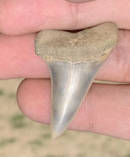 Carcharodon hastalis Extinct