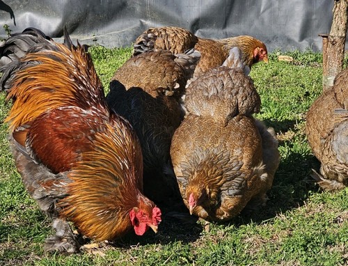 Blue partridge brahma - blue,