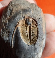 TRILOBITE ORDOVICIEN DU MASSIF