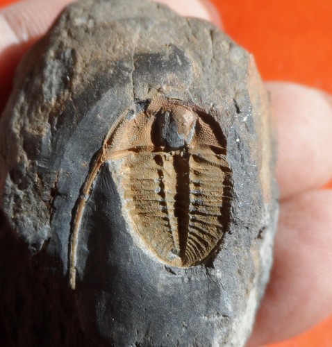 Trilobite ordovicien massif - ordovicien, du