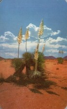 Postcard CA California Desert Yucca in Bloom Chrome Unposted Vintage PC J8858