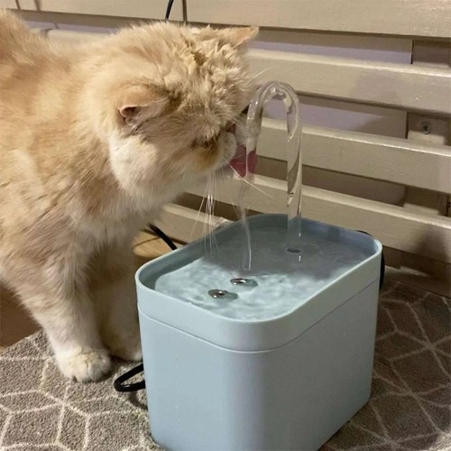 Fontaine eau chat - fontaine, chien