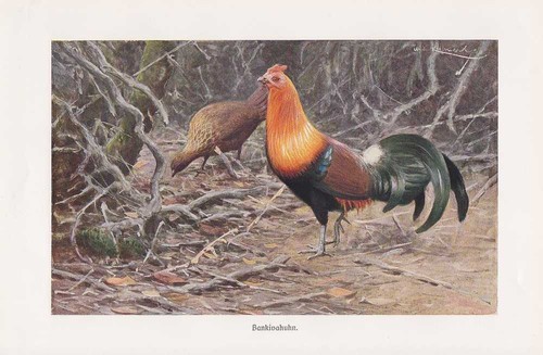 Bankivahuhn kammhühner - bankivahuhn,