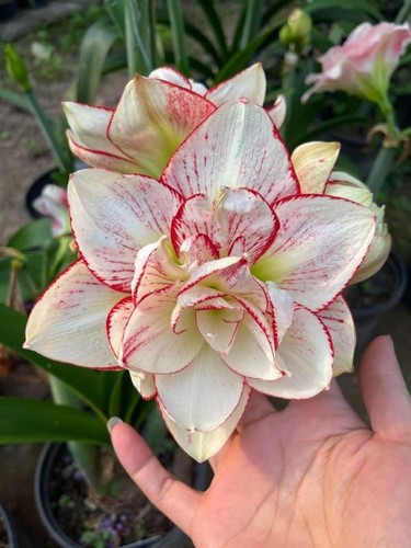 Imported amaryllis lily - imported,