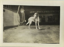 ANTIQUE PHOTO - VINTAGE SNAPSHOT - ANIMAL DOG GAS PUMP GAS STATION