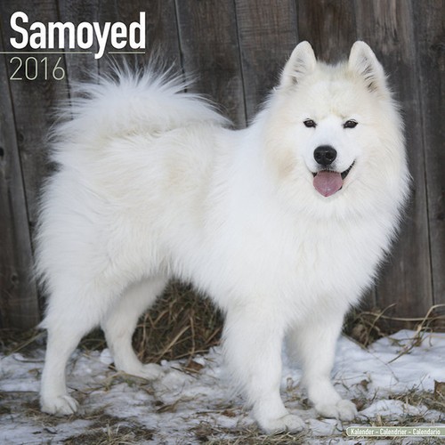 Calendrier 2017 samoyede - 2017,