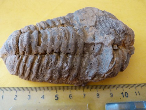Trilobite colpocoryphe grandis - trilobite,