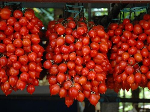 Piennolo tomate vesuve 50 - vesuve,,