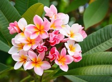 frangipanier bouture rose