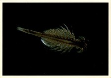 Mono Lake, Artemia monica, nesting birds, migratory birds, Mono Lake Postcard