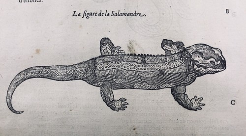 Salamandre 1614 herpétologie - salamandre,