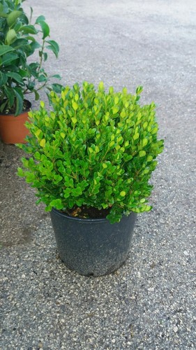 Plante buxus bosso faulkner - plante,