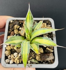 RARE! Agave Horrida Mediopicta