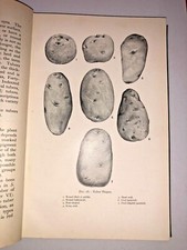 Whitehead / Macintosh /