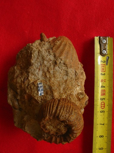 Ammonite callovien - ammonite,