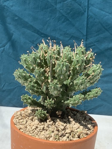 Euphorbia pentops pot13cm - euphorbia,