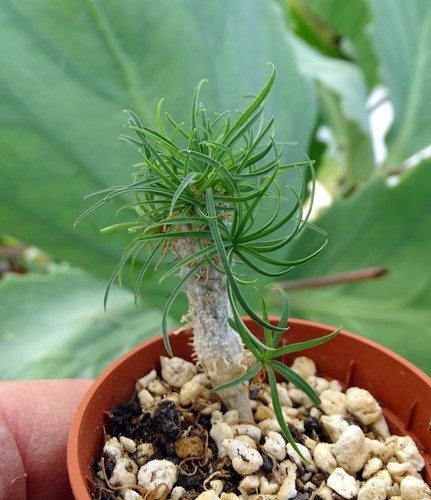 Euphorbia gottlebei cactus - euphorbia,