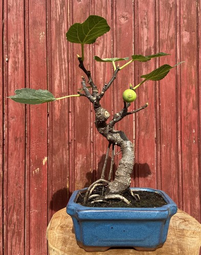 Bonsaï figuier ficus carica - bonsaÏ,