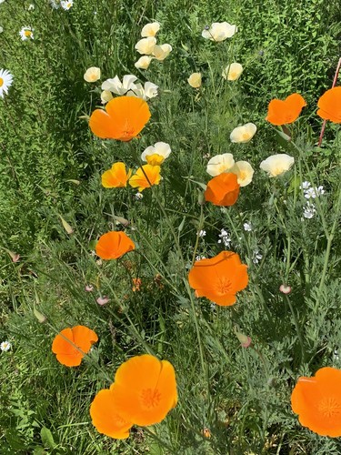 Graines pavot californie - graines,
