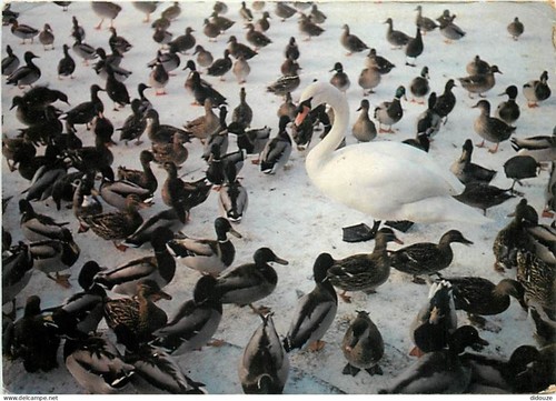 Carte postale animaux - postale,