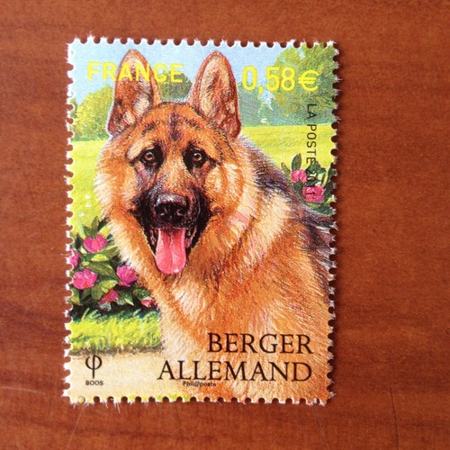 France 4546 chien berger - france,
