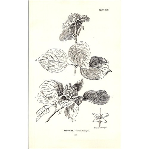 Red osier cornus stolonifera - red,