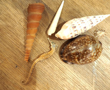 Très Rare : Lot Ancienne