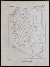 1825 - Squelette humain 