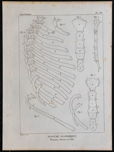 1825 squelette humain - squelette,