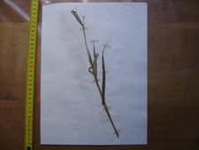 Annees 50 PLANCHE d'HERBIER du Gard Herbarium Planche Naturelle 6