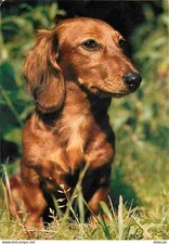 Carte Postale - Animaux -