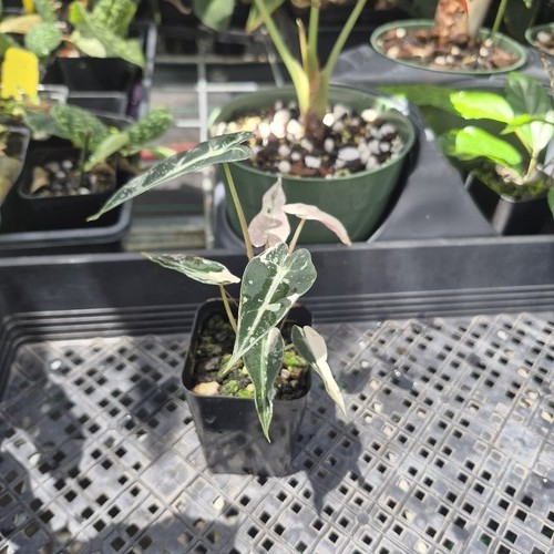 Alocasia bambino arrow pink - alocasia,