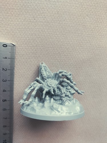 Giant wolf spider - spider, companion