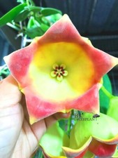 Hoya Lauterbachii Big Flower | Rare Succulent Houseplant | Free Phyto