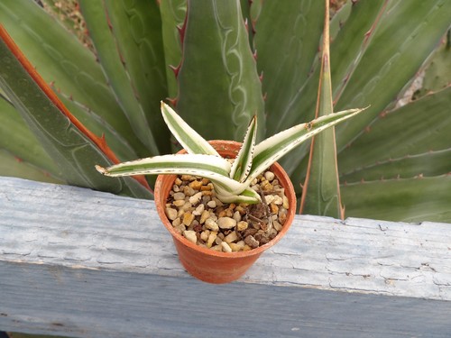 Agave white rhino - rhino", big