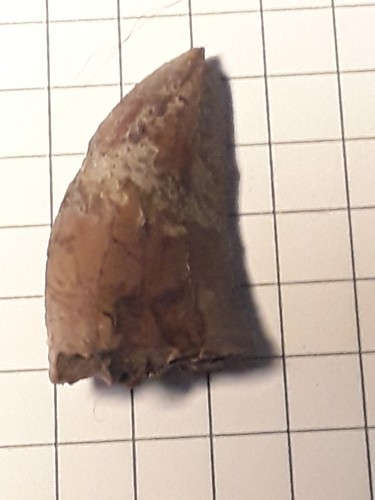 Dent fossile megalosauridae - dent,