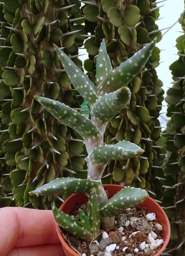 Aloe arenicola cactus kakteen - ,
