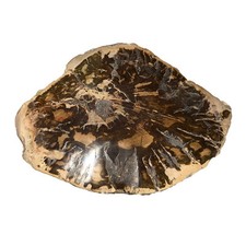 Fossilized Wood - MCBF05