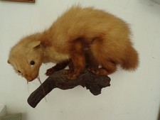 Taxidermie   fouine furet sur branche bois