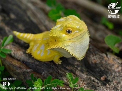 Animal heavenly body pogona - animal,