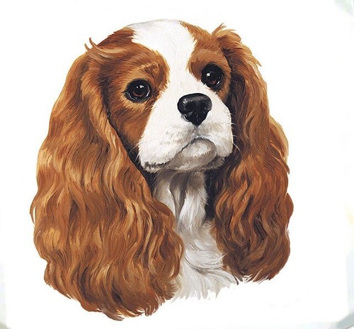 Cavalier king charles spaniel - cavalier,